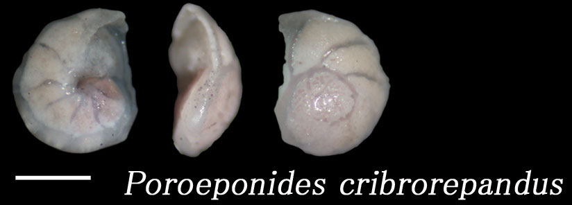 Poroeponides cribrorepandus